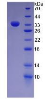 Figure 2. SDS-PAGE
