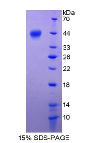 Figure 1. SDS-PAGE