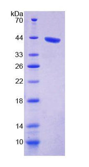 Figure 1. SDS-PAGE