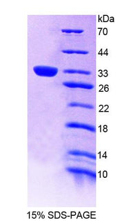 Figure 1. SDS-PAGE