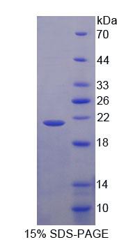 Figure 1. SDS-PAGE