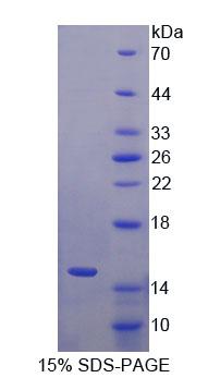 Figure 1. SDS-PAGE