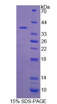 Figure 1. SDS-PAGE