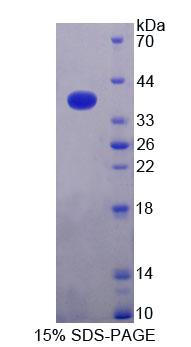 Figure 1. SDS-PAGE