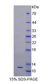 Figure 1. SDS-PAGE