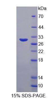 Figure 1. SDS-PAGE