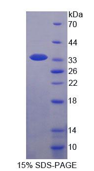 Figure 1. SDS-PAGE