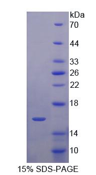 Figure 1. SDS-PAGE