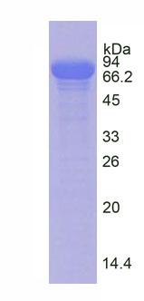 Figure 1. SDS-PAGE