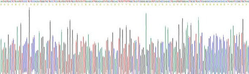 Recombinant Human Epidermal Growth Factor (EGF)