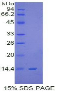 Figure 1. SDS-PAGE