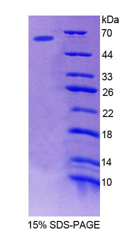 Figure 1. SDS-PAGE