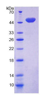 Figure 1. SDS-PAGE