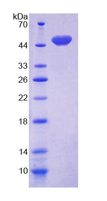Figure 1. SDS-PAGE