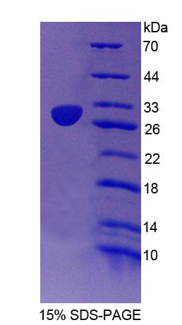 Figure 1. SDS-PAGE