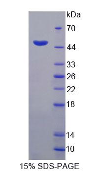Figure 1. SDS-PAGE