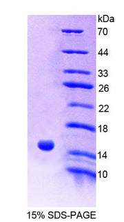 Figure 1. SDS-PAGE