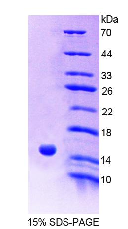 Figure 1. SDS-PAGE