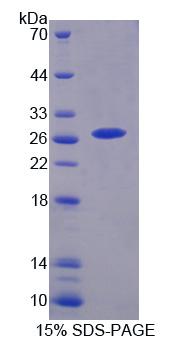 Figure 1. SDS-PAGE