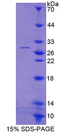 Figure 1. SDS-PAGE