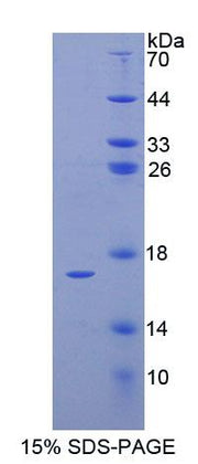 Figure 1. SDS-PAGE