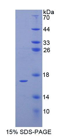 Figure 1. SDS-PAGE