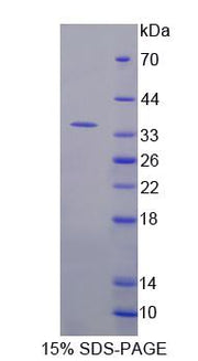 Figure 1. SDS-PAGE
