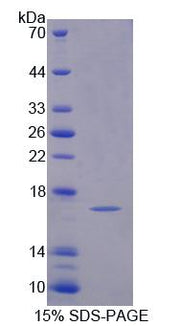 Figure 1. SDS-PAGE