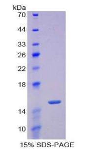 Figure 1. SDS-PAGE
