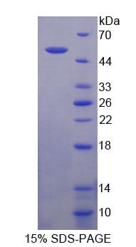 Figure 1. SDS-PAGE
