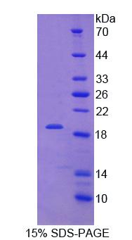 Figure 1. SDS-PAGE