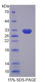 Figure 1. SDS-PAGE