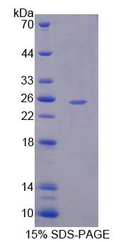 Figure 1. SDS-PAGE