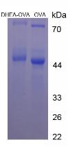 Figure 3. SDS-PAGE