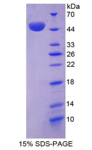 Figure 1. SDS-PAGE