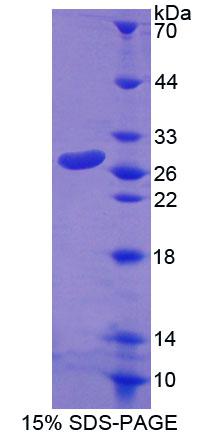 Figure 1. SDS-PAGE