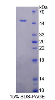 Figure 1. SDS-PAGE