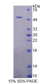 Figure 1. SDS-PAGE