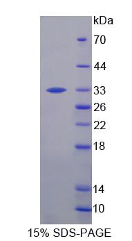 Figure 1. SDS-PAGE