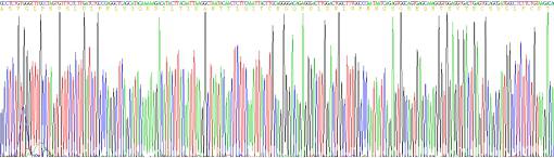 Eukaryotic Vascular Endothelial Growth Factor Receptor 2 (VEGFR2), RPU50473