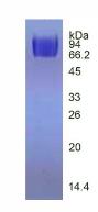Figure 2. SDS-PAGE