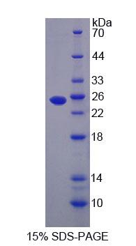 Figure 1. SDS-PAGE