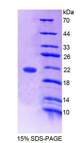 Figure 1. SDS-PAGE