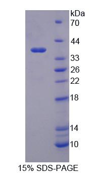 Figure 1. SDS-PAGE