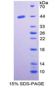 Figure 1. SDS-PAGE