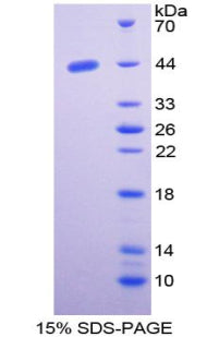 Figure 1. SDS-PAGE