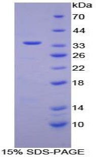 Figure 1. SDS-PAGE