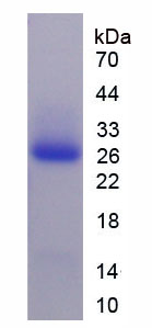 Figure 1. SDS-PAGE