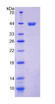 Figure 1. SDS-PAGE