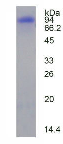 Figure 1. SDS-PAGE